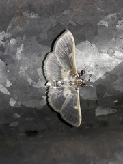 Apilocrocis