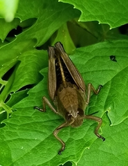 Peripolus