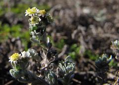 Gnaphalium declinatum