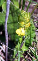 Alectra sessiliflora sessiliflora