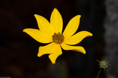 Bidens angustissima