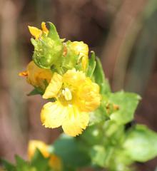 Alectra sessiliflora sessiliflora