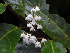 Elaeocarpus serratus