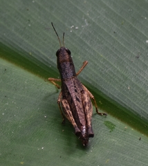 Maculiparia