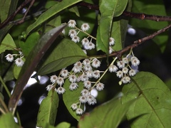 Elaeocarpus serratus