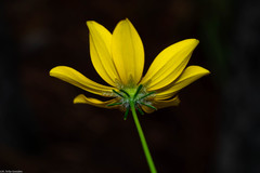 Bidens angustissima