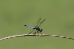 Pachydiplax longipennis
