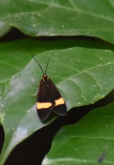Dioptinae