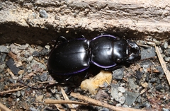 Pasimachus depressus