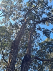 Eucalyptus paniculata