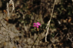 Dianthus armeria