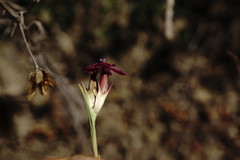 Dianthus armeria