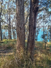 Eucalyptus paniculata