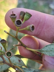 Eucalyptus paniculata