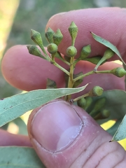 Eucalyptus paniculata