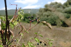 Cornus sanguinea australis