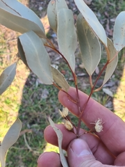 Eucalyptus paniculata