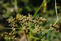 Sium latifolium