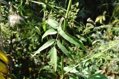 Sium latifolium