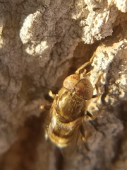 Eristalinus aeneus