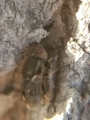 Eristalinus aeneus