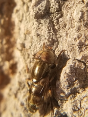 Eristalinus aeneus