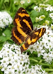 Symbrenthia niphanda