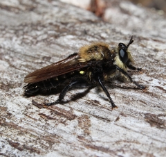 Laphria virginica