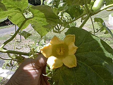 Genus Sicana · iNaturalist