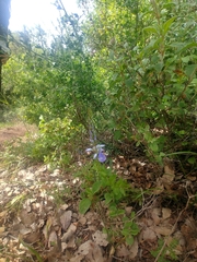 Veronica leiocarpa
