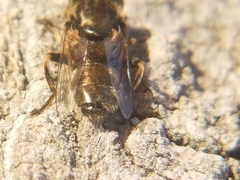 Eristalinus aeneus