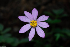 Cosmos palmeri