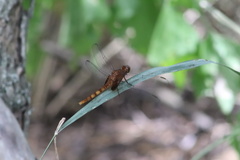 Erythemis mithroides