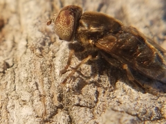 Eristalinus aeneus