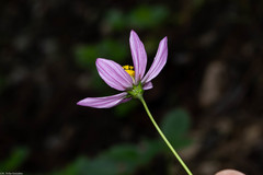 Cosmos palmeri