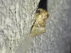 Meropleon diversicolor