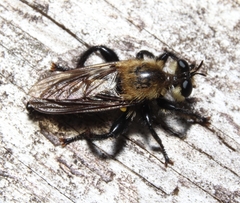 Laphria virginica