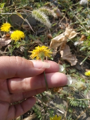 Crepis foetida