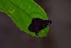 Melanopyge