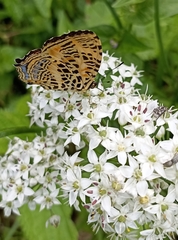 Symbrenthia niphanda