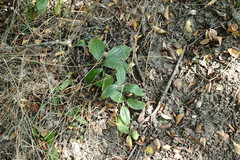 Polygonatum orientale
