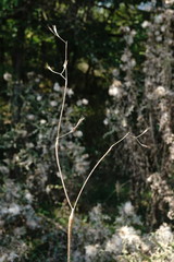 Chaerophyllum nodosum