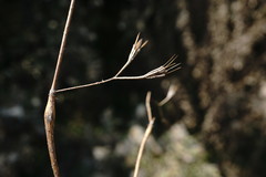 Chaerophyllum nodosum