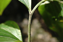 Polygonatum orientale