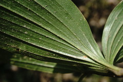 Polygonatum orientale