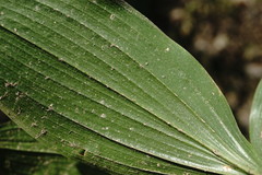Polygonatum orientale