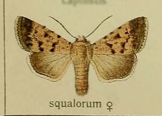 Dichagyris squalorum