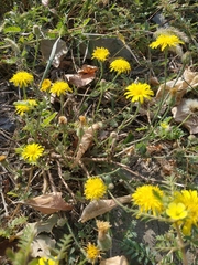 Crepis foetida