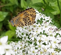 Symbrenthia niphanda