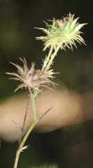 Berkheya bipinnatifida bipinnatifida